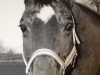 dressage horse Fire 109 (Hanoverian, 2002, from Fabriano)