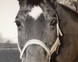 dressage horse Fire 109 (Hanoverian, 2002, from Fabriano)