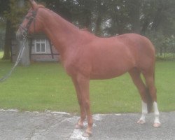 dressage horse De Laila (Westphalian, 2003, from Dali X)