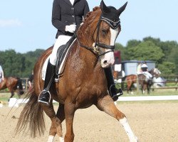 dressage horse Rosalinde 14 (Hanoverian, 2008, from Royal Blend)