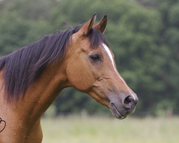 broodmare Zalotnica ox (Arabian thoroughbred, 1987, from Partner ox)