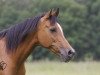 broodmare Zalotnica ox (Arabian thoroughbred, 1987, from Partner ox)