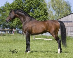 stallion Zebulon ox (Arabian thoroughbred, 1994, from Wermut ox)