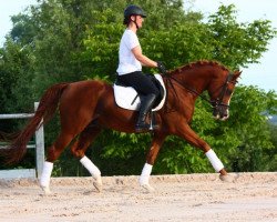 stallion T.M. Lopez ox (Arabian thoroughbred, 2004, from T.M. Aikonos ox)