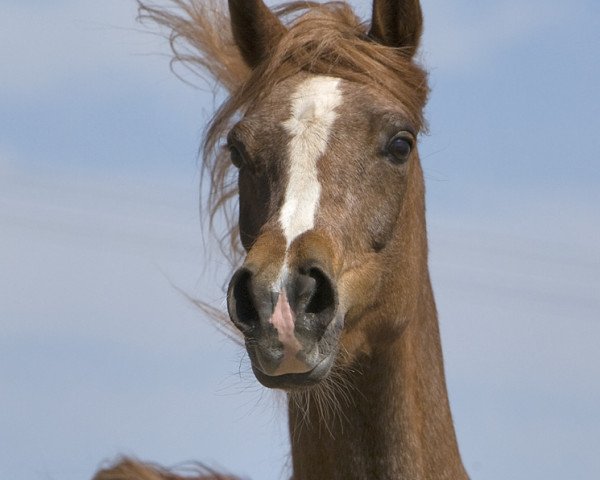 broodmare Baronesse ox (Arabian thoroughbred, 2001, from Kubinec 1987 ox)