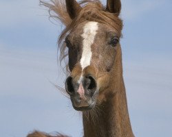 broodmare Baronesse ox (Arabian thoroughbred, 2001, from Kubinec 1987 ox)