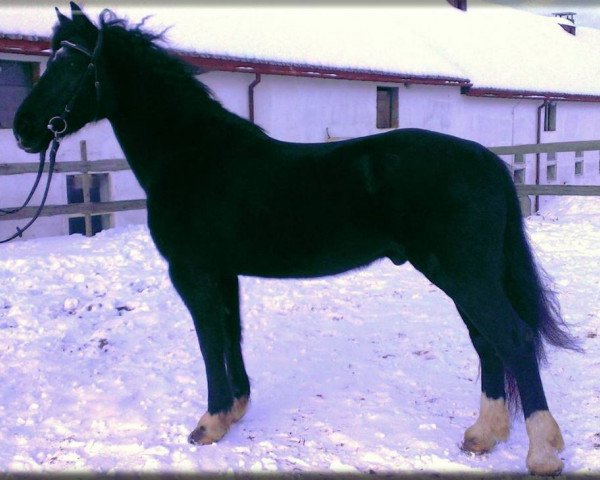 horse Poppit Black Magic (Welsh-Cob (Sek. D), 2005)