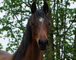 broodmare Shiuna EH ox (Arabian thoroughbred, 2013, from Zebulon ox)