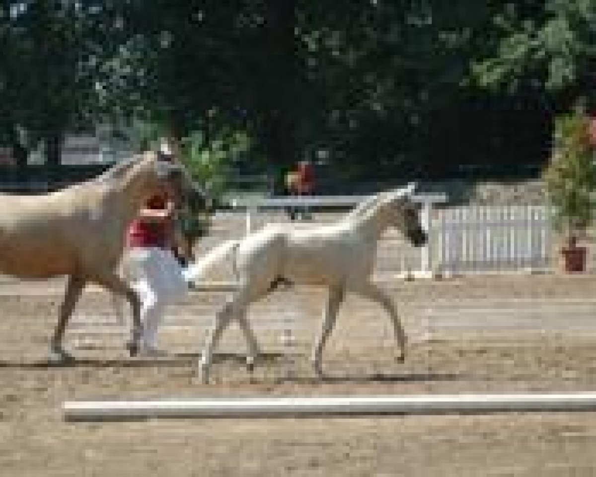 dressage horse Junkbrunnens Dancing Highlight (German Riding Pony, 2010, from Dance Star AT NRW)