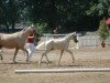 dressage horse Junkbrunnens Dancing Highlight (German Riding Pony, 2010, from Dance Star AT)