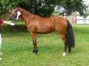 Zuchtstute Junkbrunnens Dear Daddy (Deutsches Reitpony, 2009, von Fs Dr Watson)