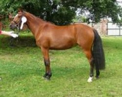 Zuchtstute Junkbrunnens Dear Daddy (Deutsches Reitpony, 2009, von Fs Dr Watson)