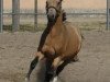 dressage horse Champion´s Boy (German Riding Pony, 2008, from FS Champion de Luxe)