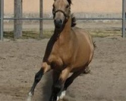 Dressurpferd Champion´s Boy (Deutsches Reitpony, 2008, von FS Champion de Luxe)