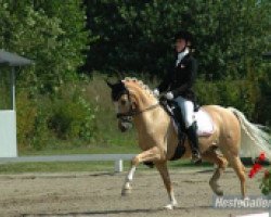 horse Golden Starlight (German Riding Pony, 1998, from FS Golden Moonlight)