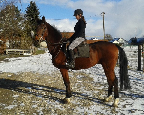 horse Binro (KWPN (Royal Dutch Sporthorse), 2006, from Namelus R)