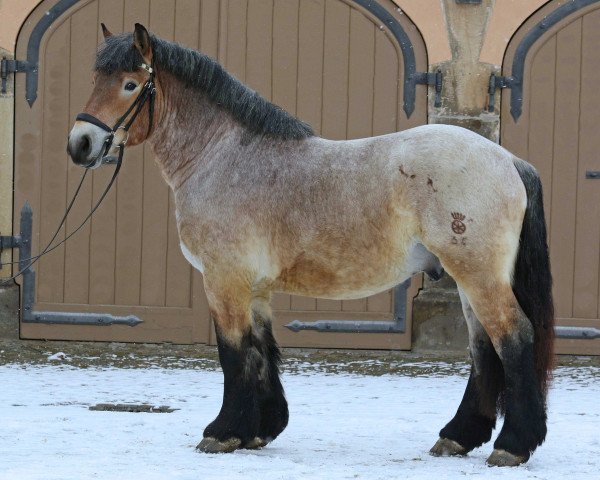 stallion Urwin (Rhenish-German Cold-Blood, 2012, from Ulan)