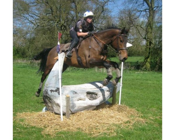 Pferd Chicago (KWPN (Niederländisches Warmblut), 2007, von Corland)