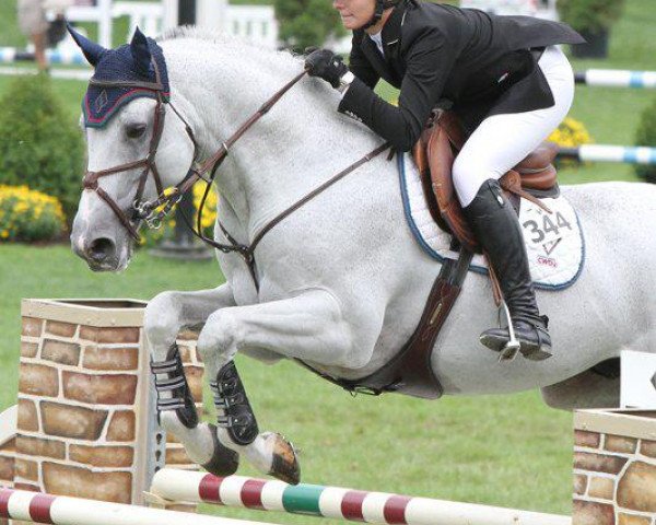 horse Udento VDL (KWPN (Royal Dutch Sporthorse), 2001, from VDL Cardento 933)