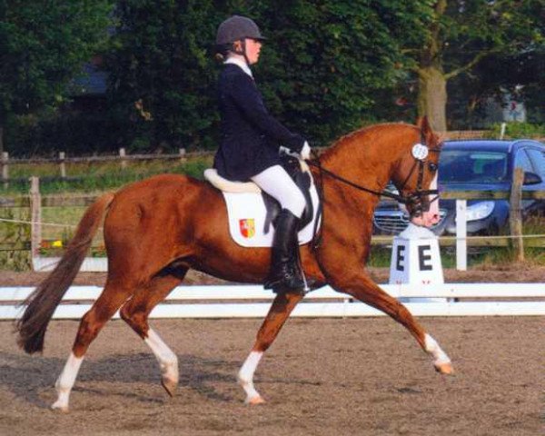 stallion Top Non Stop II (German Riding Pony, 1997, from Nantano)