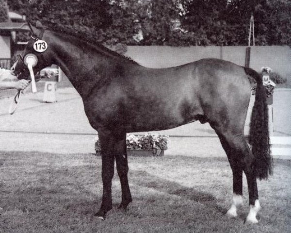 stallion Nobelstar (German Riding Pony, 1994, from Navajo)