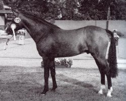 stallion Nobelstar (German Riding Pony, 1994, from Navajo)