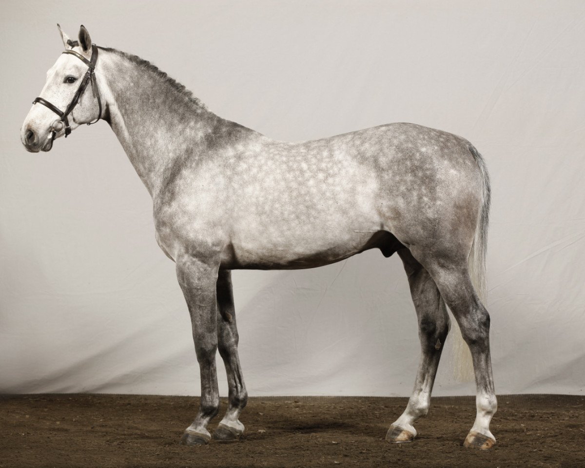 stallion Corporal VDL (Westphalian, 2006, from VDL Cardento 933)