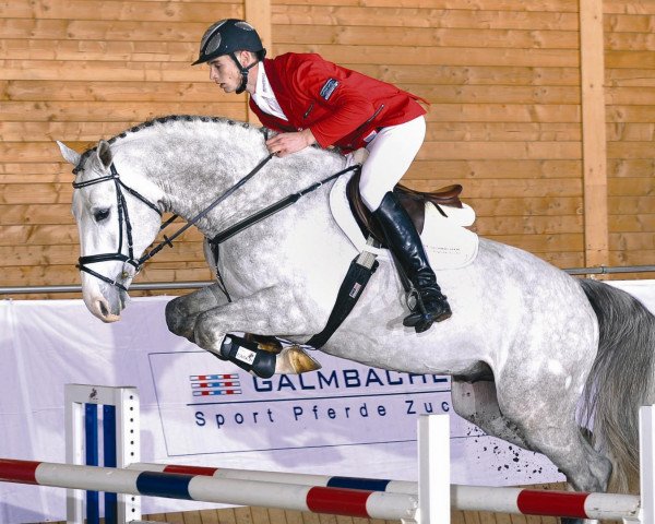stallion Cor de Pomme (KWPN (Royal Dutch Sporthorse), 2004, from Corland)
