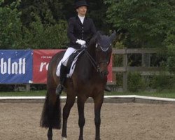 dressage horse Chirpetto (Hanoverian, 2003, from Conteur)