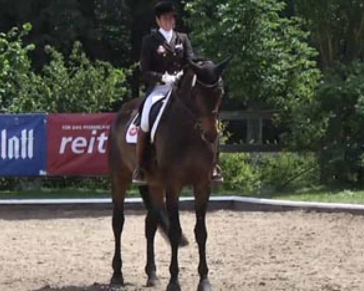 dressage horse Happy Hour 9 (Hanoverian, 2003, from Hofrat)
