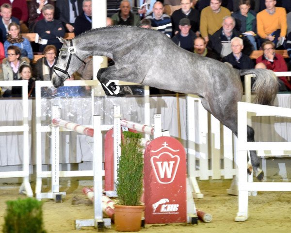 stallion Cohinoor VDL (Hanoverian, 2012, from Cornet Obolensky)