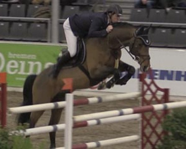 stallion Graf Moritz (Hanoverian, 1999, from Graf Top)