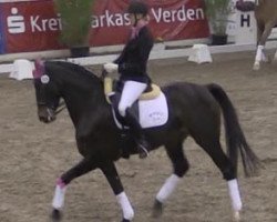 dressage horse Feine Deern 20 (Hanoverian, 2007, from Fürst Donnerhall)