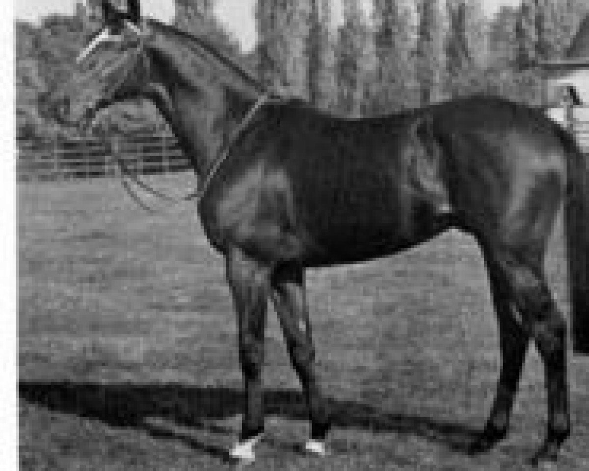 Deckhengst Prince Ippi xx (Englisches Vollblut, 1969, von Imperial xx)