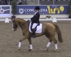 dressage horse Wompettipu (Hanoverian, 1997, from Wolkenstein II)