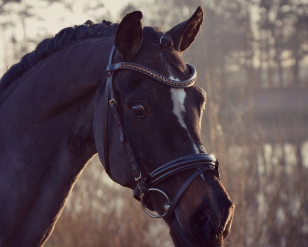 stallion Laudatio (German Riding Pony, 1992, from Losander)