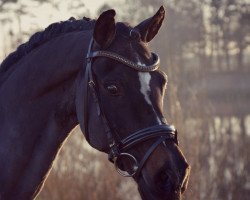 stallion Laudatio (German Riding Pony, 1992, from Losander)