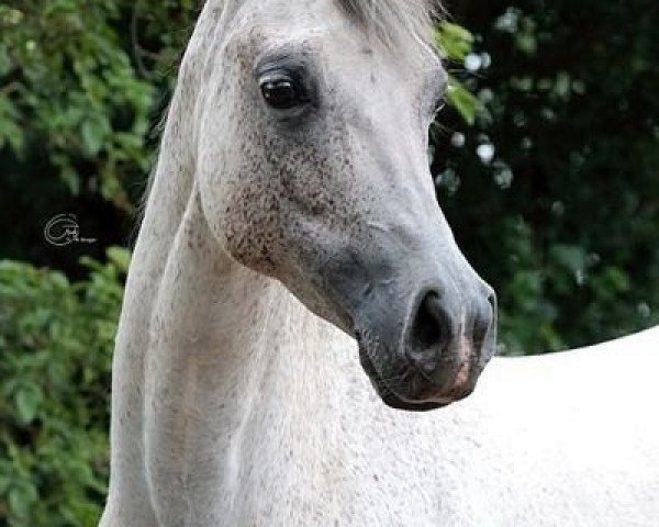 broodmare CC Edina Pearl ox (Arabian thoroughbred, 2004, from LM Perlamor ox)