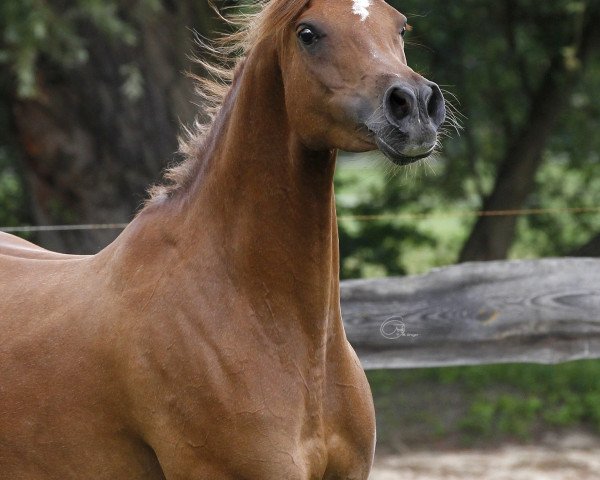broodmare AJ Angelina ox (Arabian thoroughbred,  , from WH Justice ox)