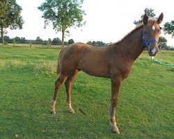 stallion Dacapo (Hanoverian, 2014, from Dubarry 41)