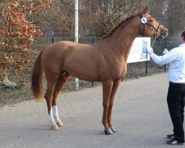 Pferd Belgabad (Trakehner, 2012, von Sixtus)