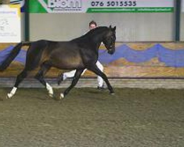 Pferd Amigo (Anglo Europäisches Sportpferd, 2002, von Amonza ox)