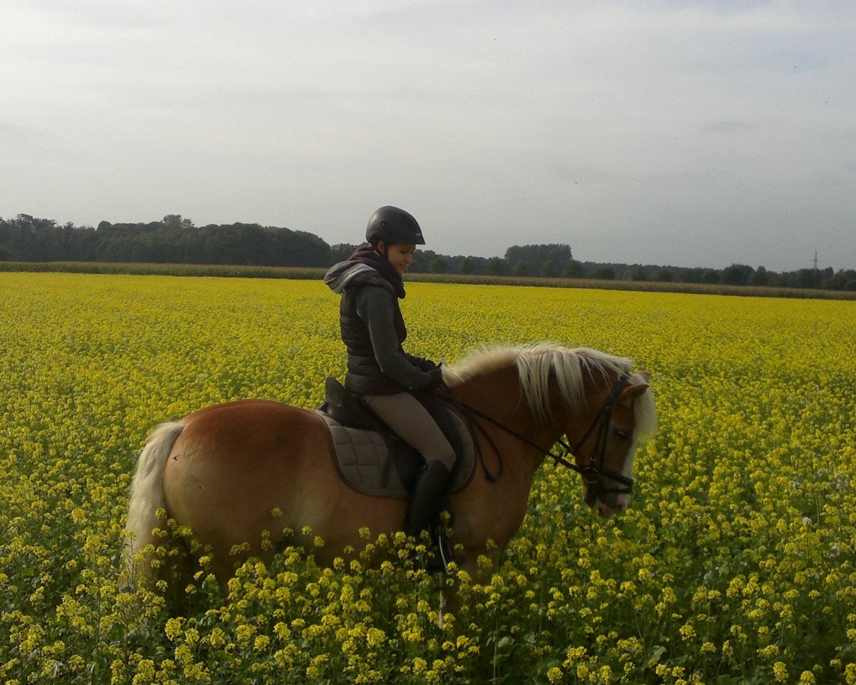 Dressurpferd Amadeus 630 (Haflinger, 2000)