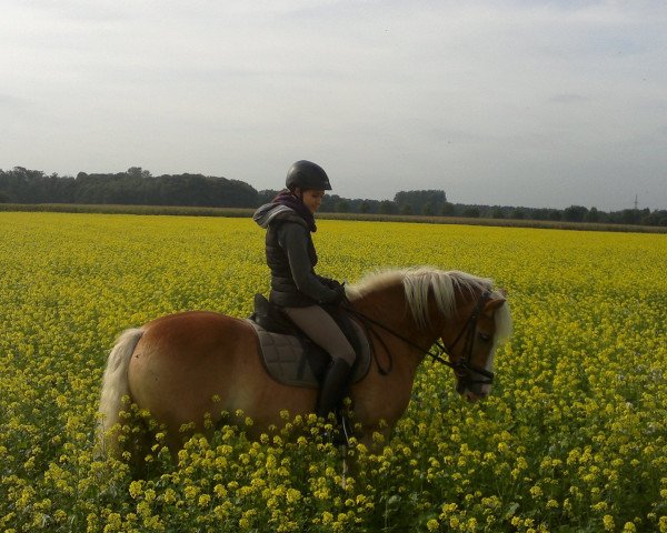 dressage horse Amadeus 630 (Haflinger, 2000)