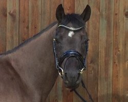 broodmare Madam's Miss Mies (KWPN (Royal Dutch Sporthorse), 2009, from Kielshoop Honeyhill)