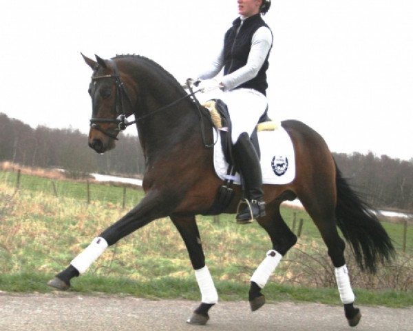 stallion Kielshoop Honeyhill (Nederlands Welsh Ridepony, 2002, from Bjirmen's Wytse)
