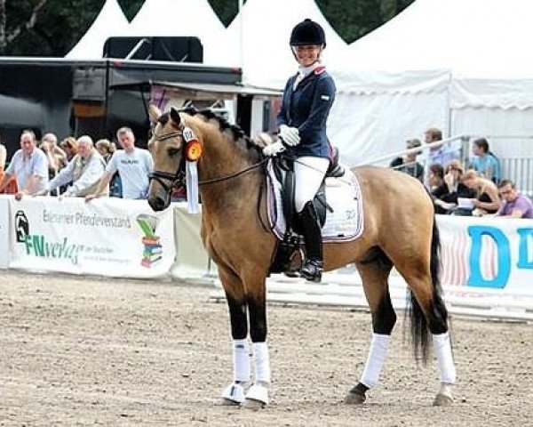 stallion Steendieks Champ of Glory (German Riding Pony, 2008, from FS Chambertin)