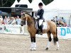 stallion Steendieks Champ of Glory (German Riding Pony, 2008, from FS Chambertin)