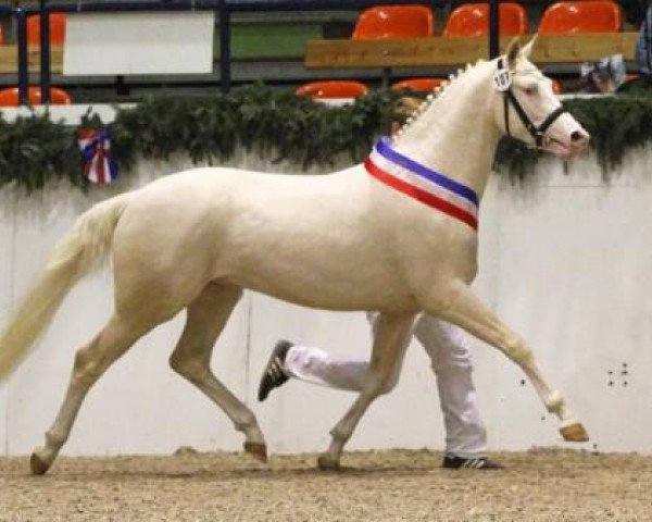 stallion Steendieks Cream of Glory (German Riding Pony, 2009, from FS Chambertin)