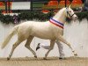 stallion Steendieks Cream of Glory (German Riding Pony, 2009, from FS Chambertin)